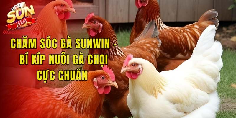 Chăm Sóc Gà