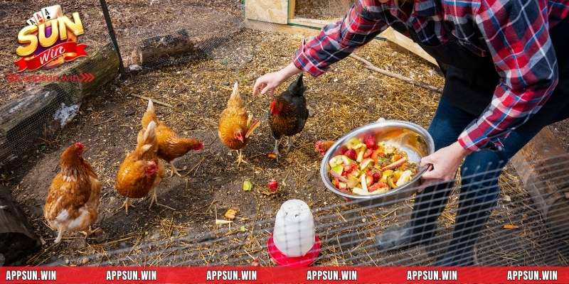 Chế độ dinh dưỡng để chăm sóc gà chọi tốt nhất