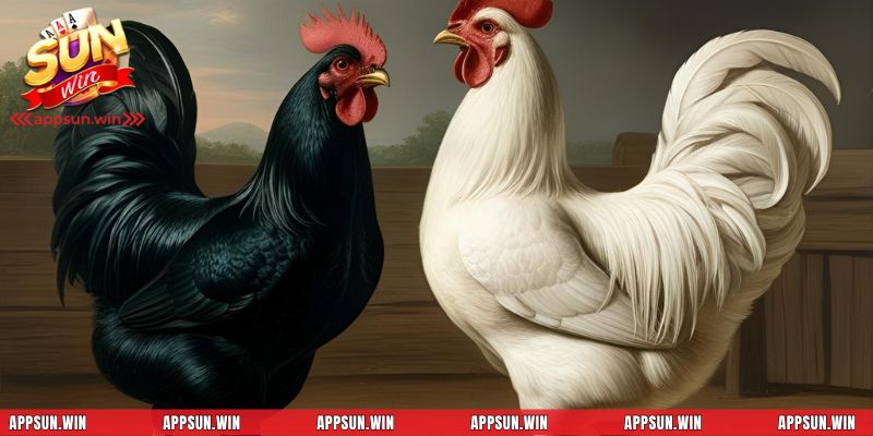 Nghiên cứu đối thủ kỹ càng sẽ giúp cải thiện chiến thuật đá hiệu quả