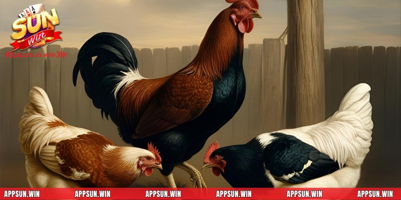 Chiến thuật đá gà hiệu quả - Tạo bất ngờ