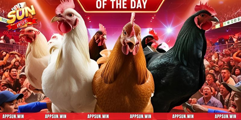 Sunwin cập nhật trực tiếp các trận đá gà lớn trong ngày