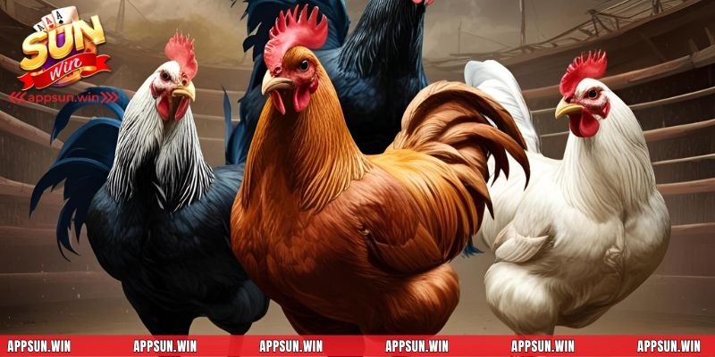 Chi tiết luật chơi và cách tham gia giải đấu đá gà