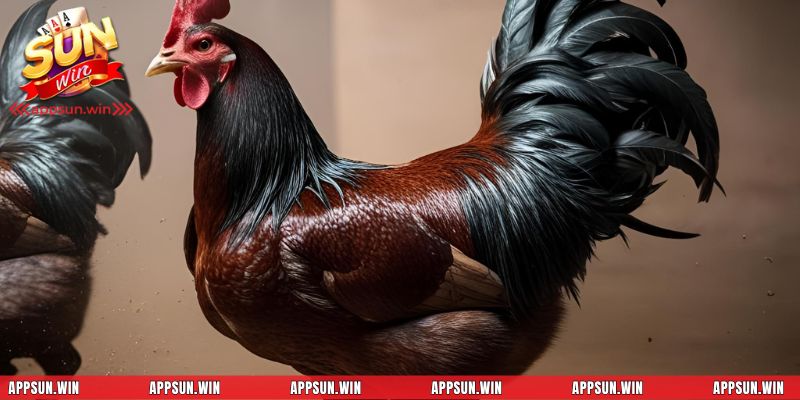 Hướng dẫn nuôi dưỡng và rèn luyện gà đá hiệu quả