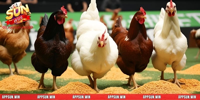 Khẩu phần dinh dưỡng quyết định khả năng phát triển của một chiến kê