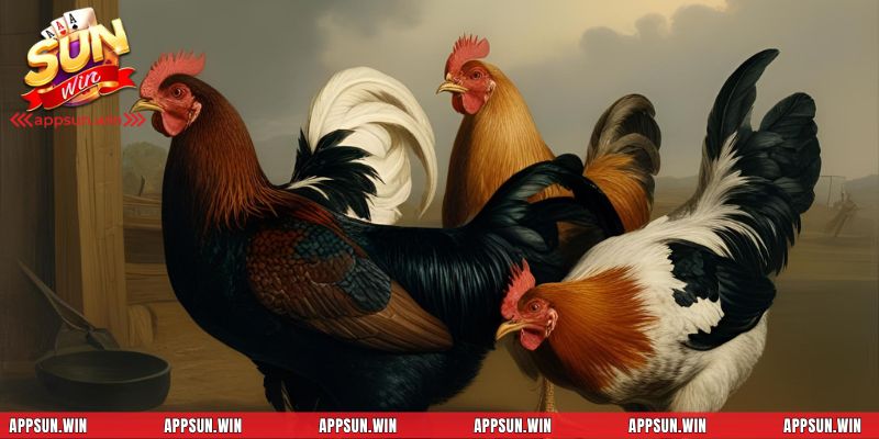 Bí quyết chăm sóc gà chiến hiệu quả và an toàn