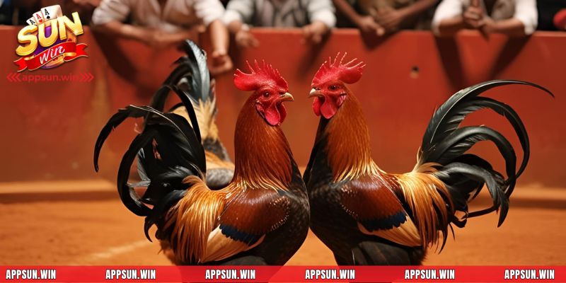 Kỹ thuật nuôi - Các bài tập cần thiết khi huấn luyện gà chọi