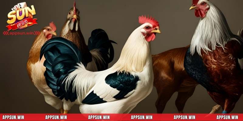 Quy trình huấn luyện chăm sóc gà chuẩn chỉ tại sunwin