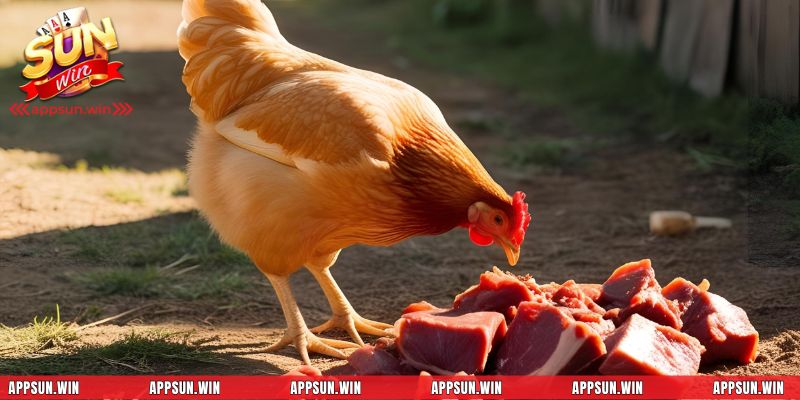 Sử dụng thịt bò để kích thích sự phát triển của cơ bắp chiến kê