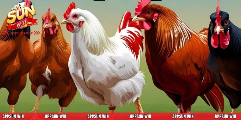 Tầm quan trọng của việc biết chăm sóc gà đúng cách